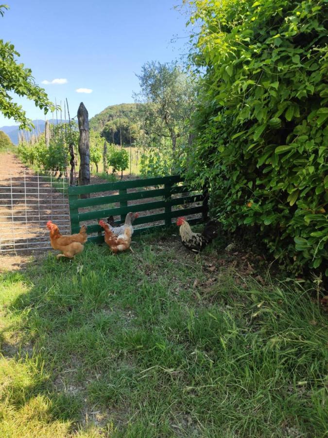 Cara House Tuscany - Zona Lucca Chiatri エクステリア 写真